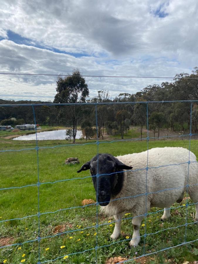 Tiny On A Hill * Heathcote